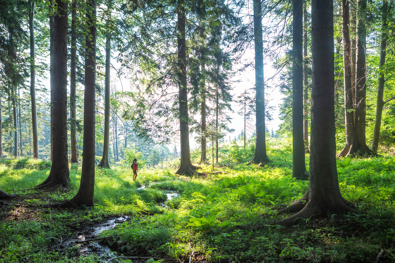 Predstavitev pozivov za vstop v Zeleno shemo slovenskega turizma